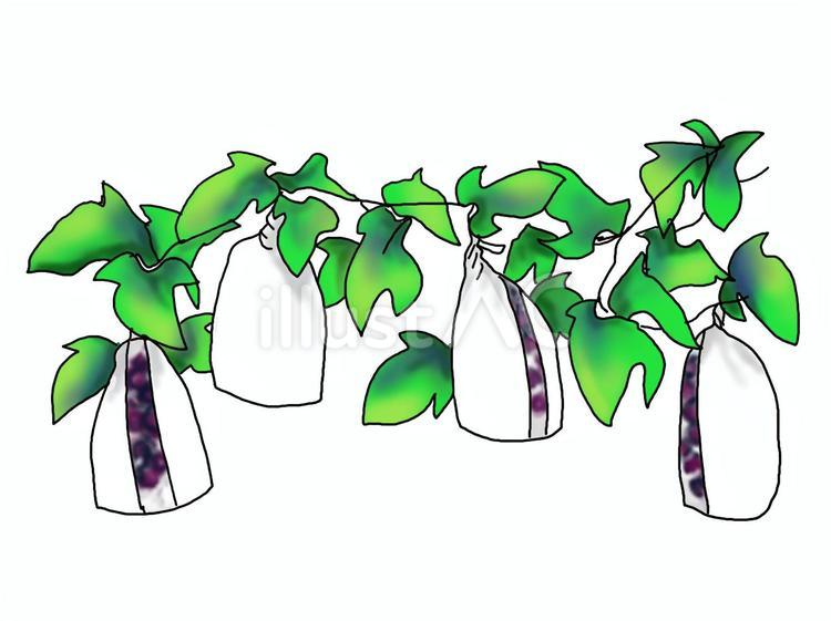 ぶどう栽培の果実袋 果実袋,ぶどう,栽培のイラスト素材