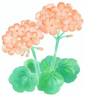 水彩のゼラニウム ゼラニウム,水彩,手描き,秋,花,植物のイラスト素材