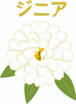 ジニア
