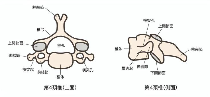 第4頚椎、上面図と側面図02 第4頚椎、上面図と側面図02 第4頚椎,c4,頚椎,椎骨,解剖学,骨格,脊椎,上面図,側面図,医療のイラスト素材