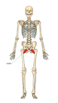 骨格と恥骨筋 骨格と恥骨筋 恥骨筋,筋,筋肉,ガイコツ,解剖,骨,モデル,骨格,解剖学,スケルトンのイラスト素材