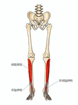 前脛骨筋・足趾伸筋のイラスト 前脛骨筋,長母趾伸筋,長趾伸筋,筋,筋肉,ガイコツ,解剖,骨,モデル,骨格のイラスト素材