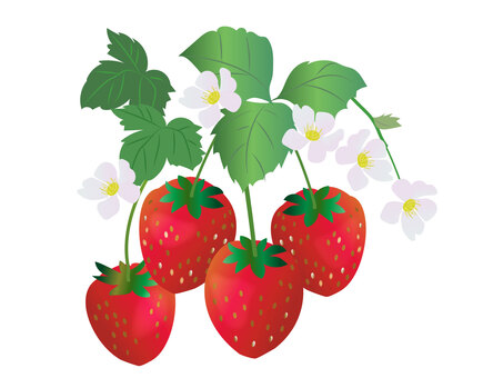 いちご・クリスマスケーキ・デザート用 いちご,花,冬,ごちそう,味覚,クリスマス,ケーキ,デザート,スイーツ,フルーツのイラスト素材