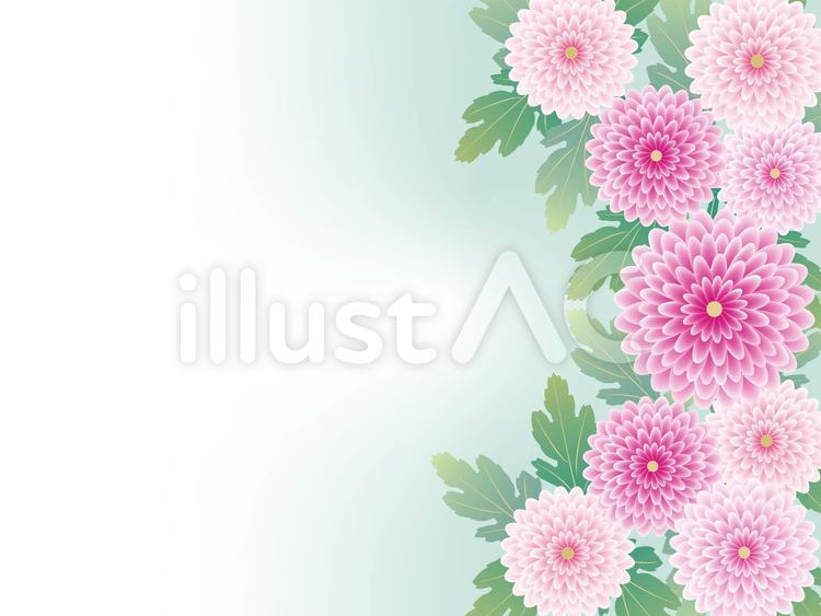 菊１-横 菊,マム,洋菊のイラスト素材