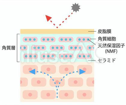 健康な肌 断面図