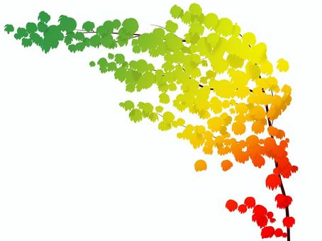 蔦紅葉 蔦紅葉,もみじ,赤,黄色,緑,蔦のイラスト素材