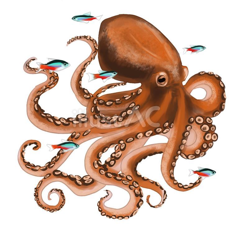 タコと熱帯魚 たこ,熱帯魚,ネオンテトラのイラスト素材