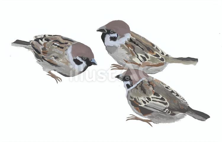 スズメの3羽の集い すずめ,鳥,ついぱみのイラスト素材