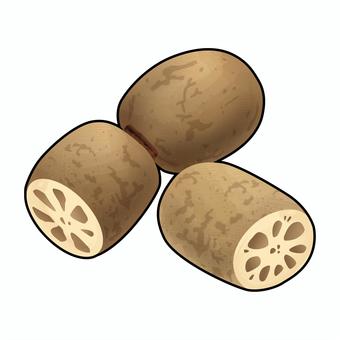 蓮根のリアルテイストイラスト 蓮根のリアルテイストイラスト 蓮根,根菜,野菜,断面,食育,栄養,献立,レシピ,メニュー,健康のイラスト素材