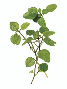 牛至(草本), JPG 和 PNG 牛至(草本), , JPG 和 PNG