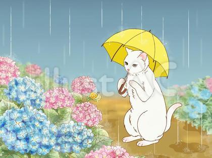 雨の日に紫陽花を前に傘を持つ猫
