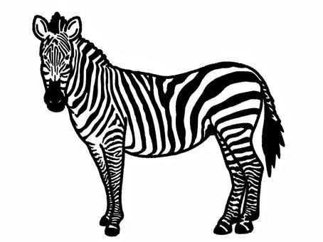シマウマ シマウマ,動物園,縞模様,哺乳類,生き物,塗り絵のイラスト素材