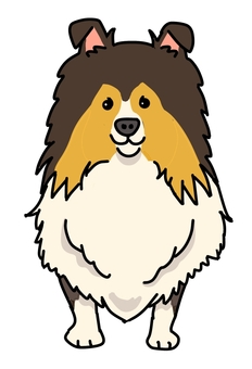 シェトランシープドックヘテロセーブル 犬,動物,ペット,かわいい,デフォルメ,わんこ,キャラクター,毛色,手描き,シェトランシープドッグのイラスト素材