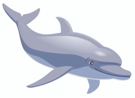 イルカ イルカ,海豚,可愛い,かっこいい,賢い,海洋生物,動物,夏,海のイラスト素材