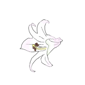 ササユリ ササユリ,ユリ,植物,花,夏のイラスト素材