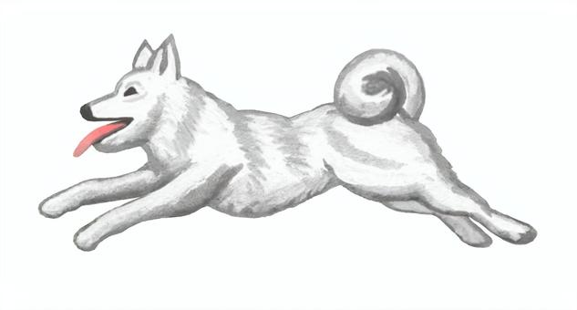 走る犬 - 1 犬,白い,日本犬,紀州犬,柴犬,走る,走っている,はしゃぐ,動物,ペットのイラスト素材