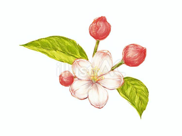 林檎の花 りんご,樹木,果実のイラスト素材