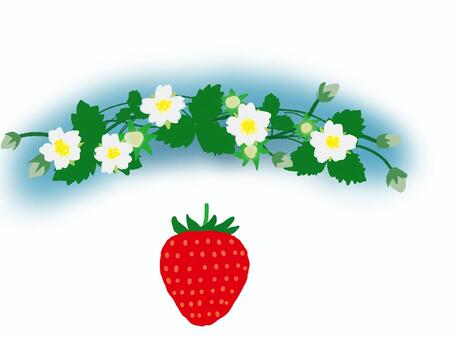 イチゴの花と実 イチゴ,花,葉っぱ,実,果実,フルーツのイラスト素材