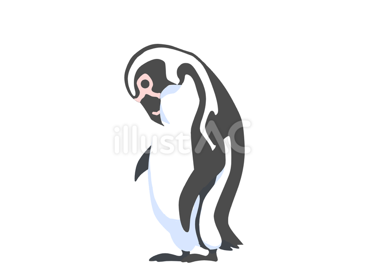 フンボルトペンギン（毛繕い・主線なし） ペンギン,動物,鳥のイラスト素材