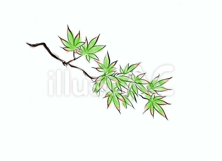 新緑のもみじ もみじ,葉,緑のイラスト素材