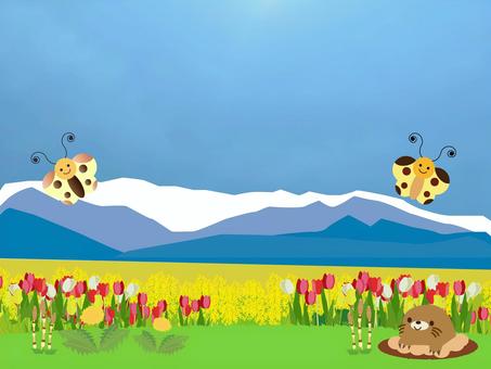 Illustration, spring, tulip, rape blossoms, 