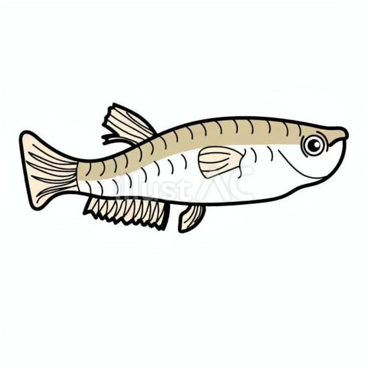 メダカの誕生 メダカ,魚類,川の生き物のイラスト素材