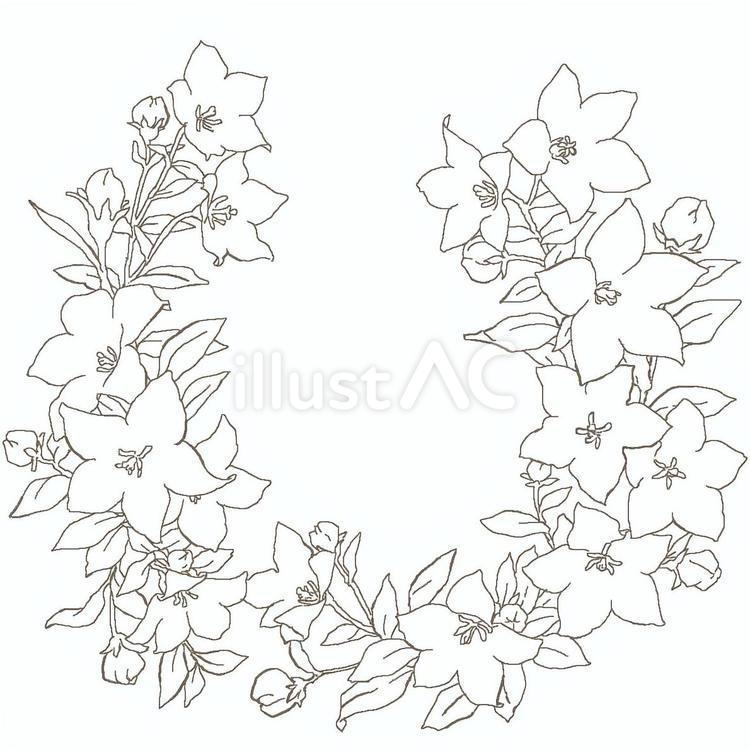 桔梗 花,線画,桔梗のイラスト素材