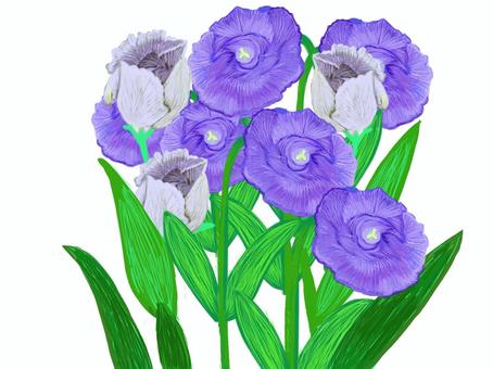 トルコキキョウのつぼみと花 トルコキキョウ,複数,紫色,花,つぼみ,茎,葉のイラスト素材