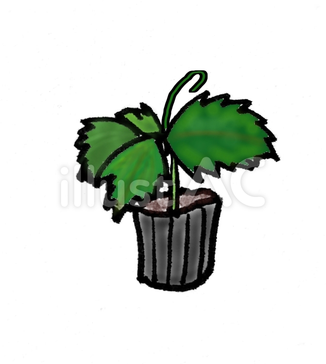 苗 苗,植物,グリーンのイラスト素材