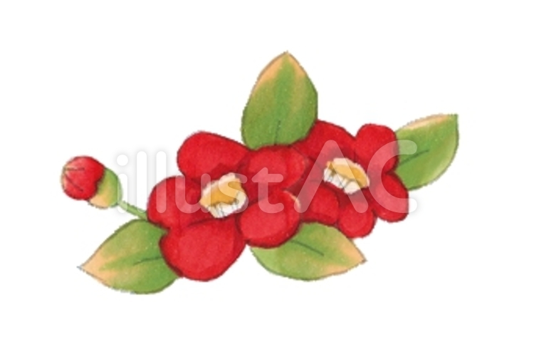 和風素材(椿) 椿,花,植物のイラスト素材