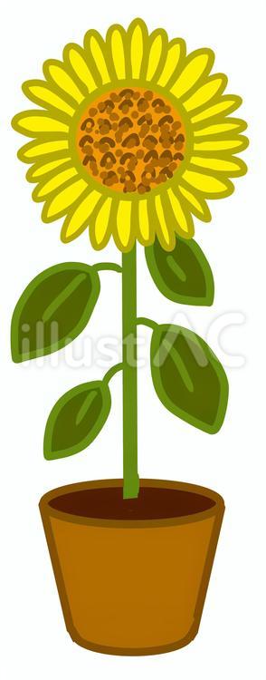 ひまわり　鉢植え ひまわり,鉢植え,鉢のイラスト素材