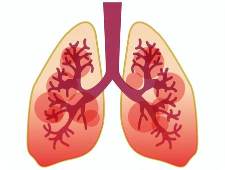 pneumonia, illustration of the lungs, lung, medical, JPG and PNG