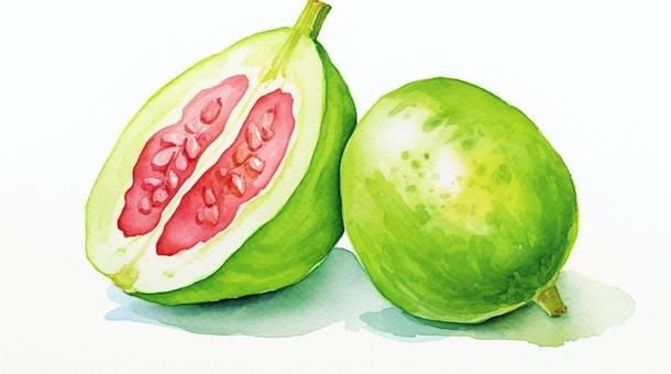 Illustration, guava, fruits, watercolor, 