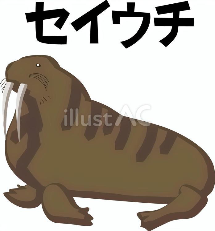 セイウチ セイウチ,大きい,体のイラスト素材