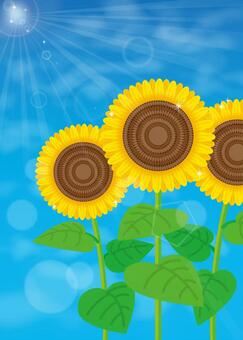 sunflower, sunflower, flower, summer, JPG and AI