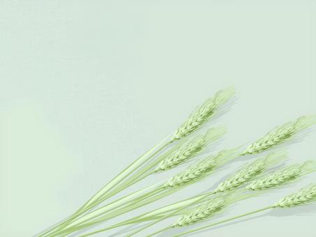 青々した緑の麦穂とキャンバス地　016 麦穂,青々,リアル,緑,ナチュラル,お洒落,自然,植物,大人っぽい,枠のイラスト素材