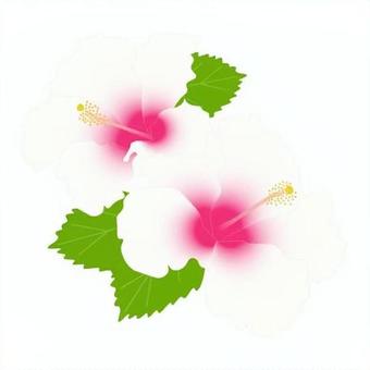 hibiscus white, JPG, PNG and AI hibiscus white, hibiscus, alo aro, hibiscus, JPG, PNG and AI