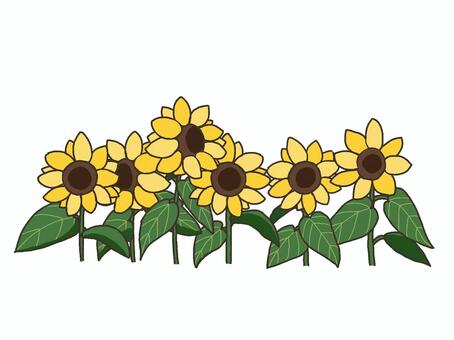 ひまわり, sunflower, sunflower, sunflower, JPG and PNG