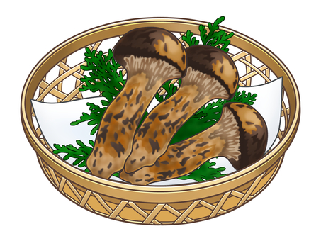 松茸 松茸,キノコ,秋の味覚,高級,籠,食事,食料,食品,食材,素材のイラスト素材