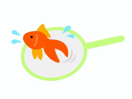 クレヨン手描き　ポイですくわれている金魚 金魚,縁日,金魚すくい,祭,手描き,ポイ,夏祭り,シンプル,アイコン,マークのイラスト素材