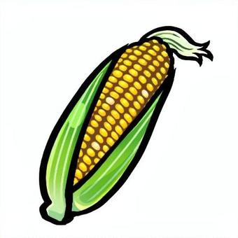 とうもろこし（トウモロコシ） 食べ物,食材,野菜,トウモロコシ,夏のイラスト素材