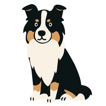 ボーダーコリー トライカラー ボーダーコリー,トライカラー,中型犬,もふもふ,動物,犬,ペット,牧羊犬,おすわり,半たれ耳のイラスト素材