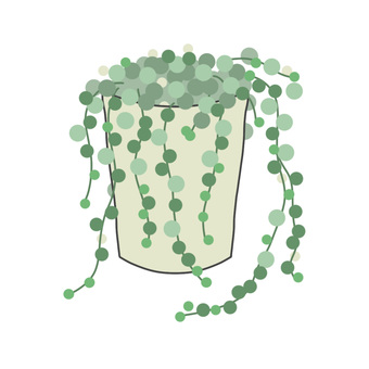 観葉植物　グリーンネックレス 観葉植物,植物,グリーンネックレス,多肉植物,ツル性のイラスト素材