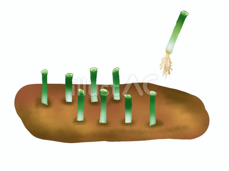 ネギの再生栽培 ネギ,再生栽培,節約のイラスト素材