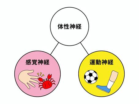 体性神経（感覚神経・運動神経） 体性神経,感覚神経,運動神経,感覚,運動,神経,感覚器,カニ,サッカー,シンプルのイラスト素材