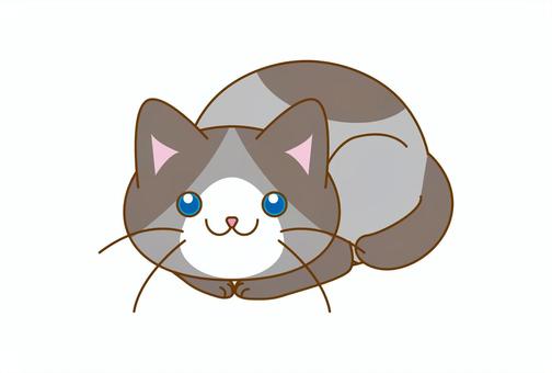シャム系はちわれちゃんの猫カード 猫,シャム,はちわれ,はがき,デフォルメ,かわいいのイラスト素材
