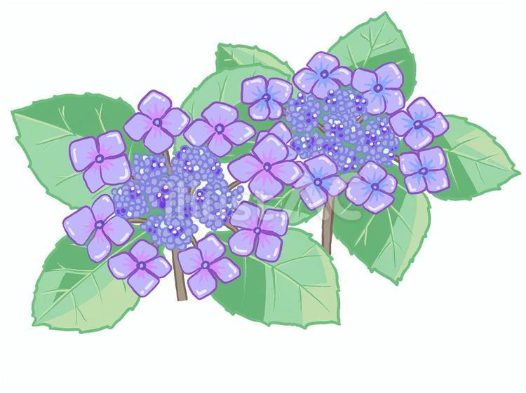 ガクアジサイ あじさい,花,植物のイラスト素材
