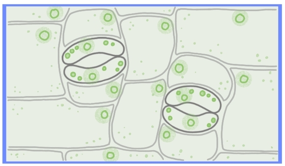 気孔 植物,中学理科,理科,気孔,葉のイラスト素材