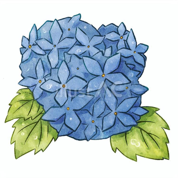 水彩青のあじさい あじさい,花,葉のイラスト素材