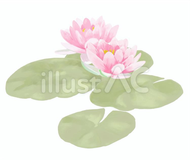 すいれん すいれん,花,葉のイラスト素材